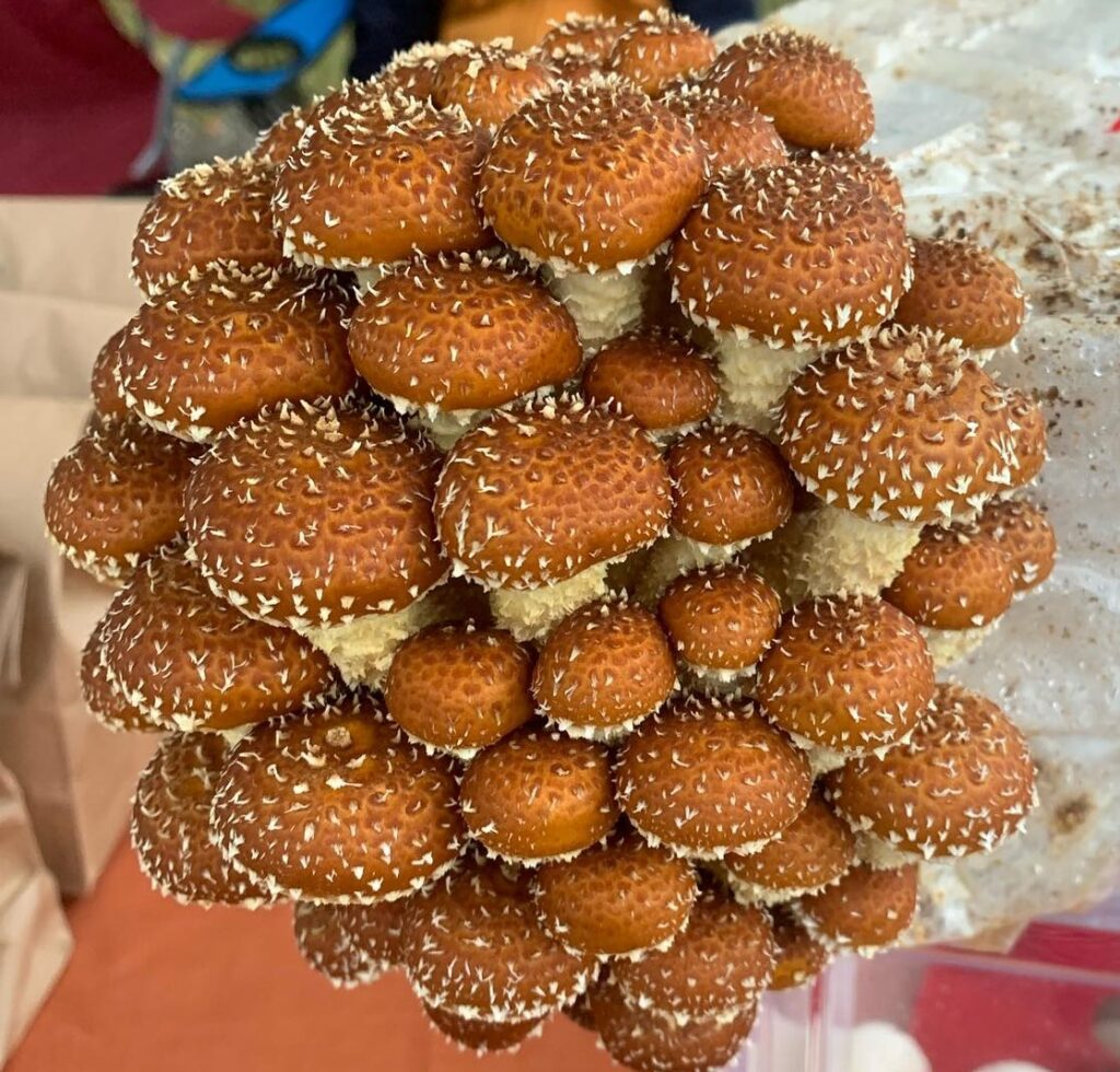 Howland Farmers Market